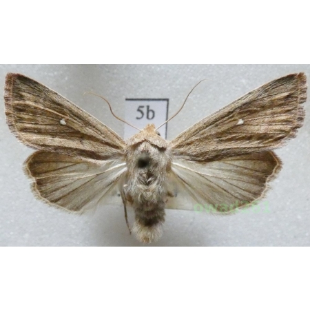 Mythimna albipuncta (Denis & Schiffermüller, 1775) Piętnówka białokropka Czech5b